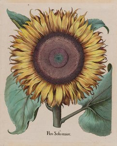 Tuntematon taiteilija - Suuri auringonkukka (Flos Solis Maior), levy 1 osasta 5, B.Besler, Hortus Eystettensis, 1713 edit ...